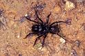 Atypus_piceus_P1079_Z_90_Les Gris_Frankrijk